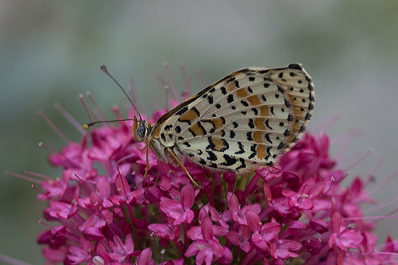 Farfalla - Melitaea didyma